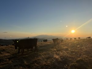 Студен танц на оцеляването
