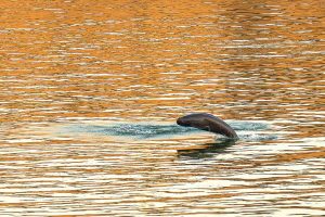 Популацията на морска свиня без перки Яндзъ се увеличава в Китай