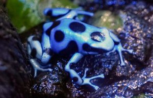 Русия изисква „конкретно“ доказателство, че е отровила Навални с токсин от жаба стреличка