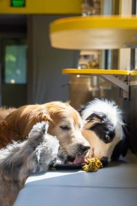 Ресторант за домашни любимци с влак в Чанчун сервира новогодишна храна