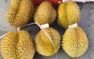 Тайландските дуриани стигат до Китай по-бързо и по-евтино чрез железопътната линия Китай-Лаос